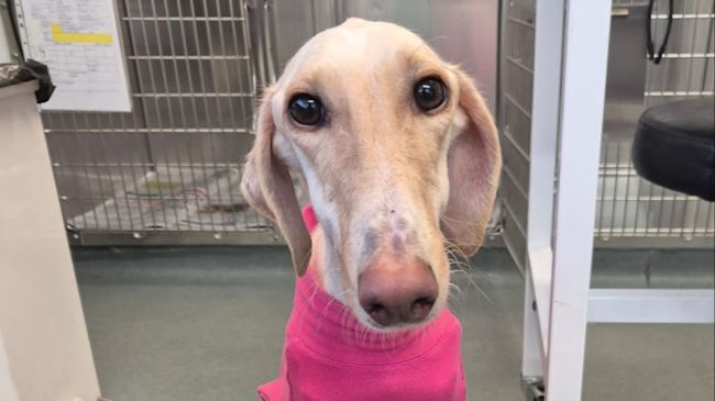 Thin dog with pink jumper on