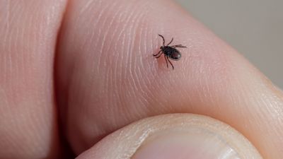 A tick