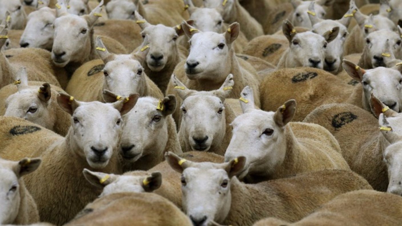 Third attack on sheep in Co Down within weeks | UTV | ITV News