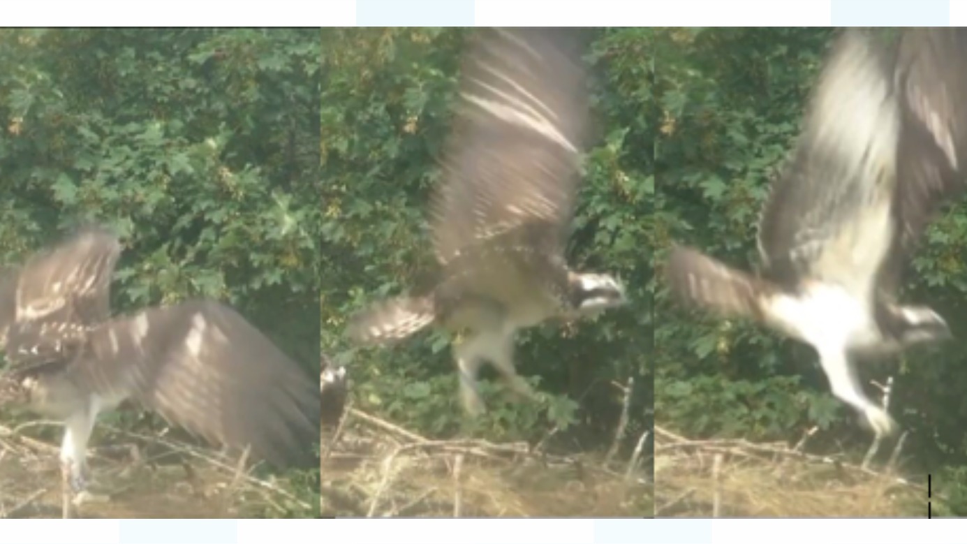 Bassenthwaite Osprey Chicks Take Their First Flight Itv News Border