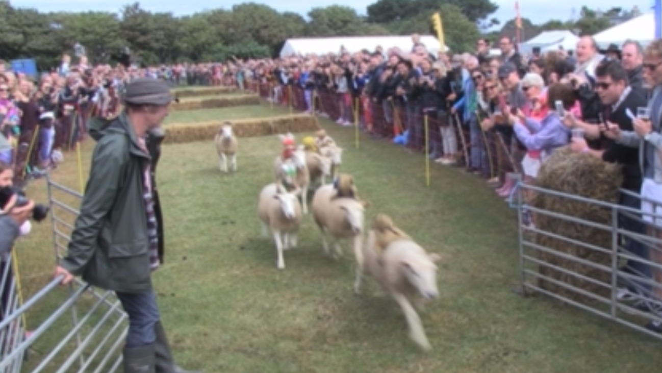 Weather doesn't put a dampener on sheep racing | ITV News Channel