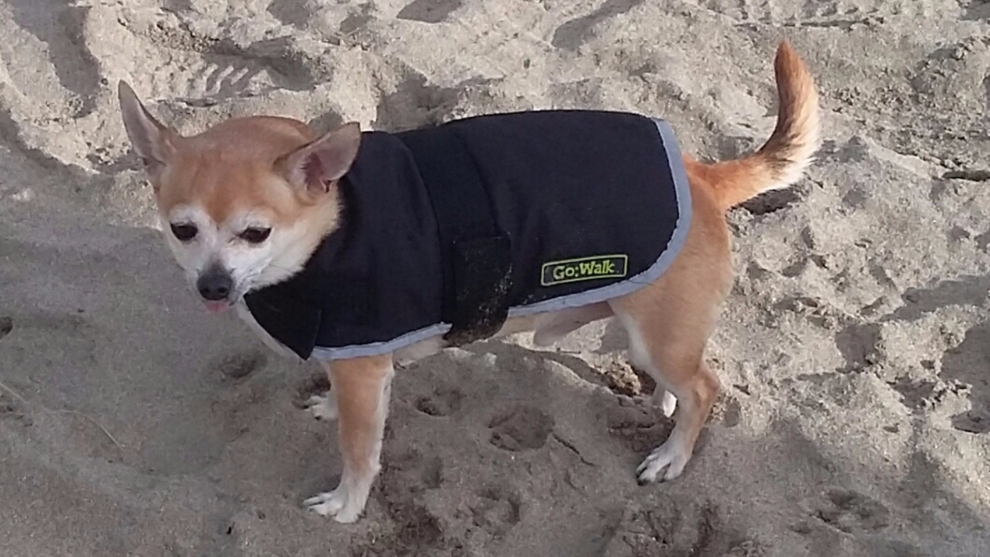 Pet chihuahua killed by dog ITV News West Country