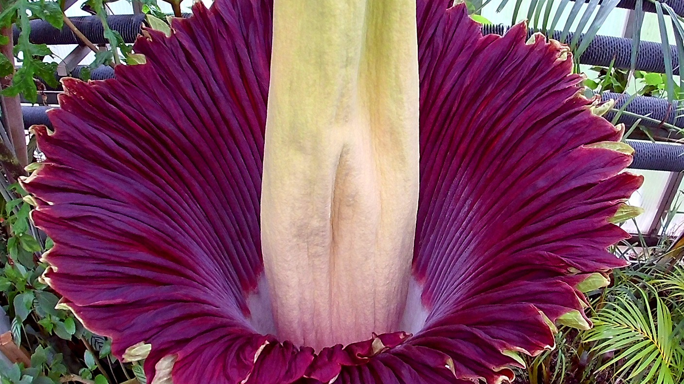 Giant flower which smells like 'rotting meat' blooms at zoo | ITV News ...
