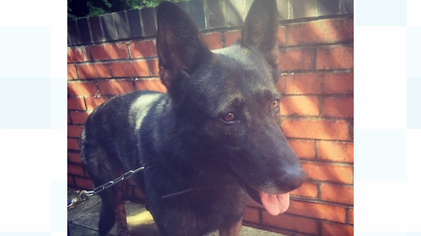 Stabbed police dog has surgery | ITV News Central