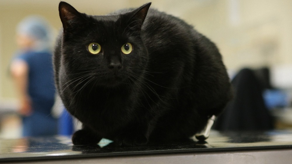 why-are-black-cats-less-popular-itv-news-meridian