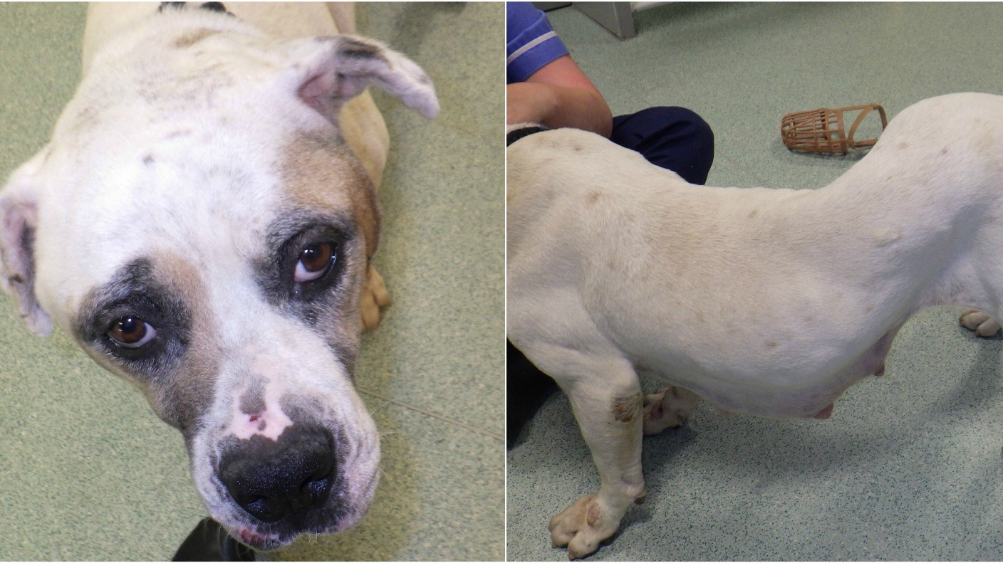 'Overbred' dog put down after being abandoned ITV News Central