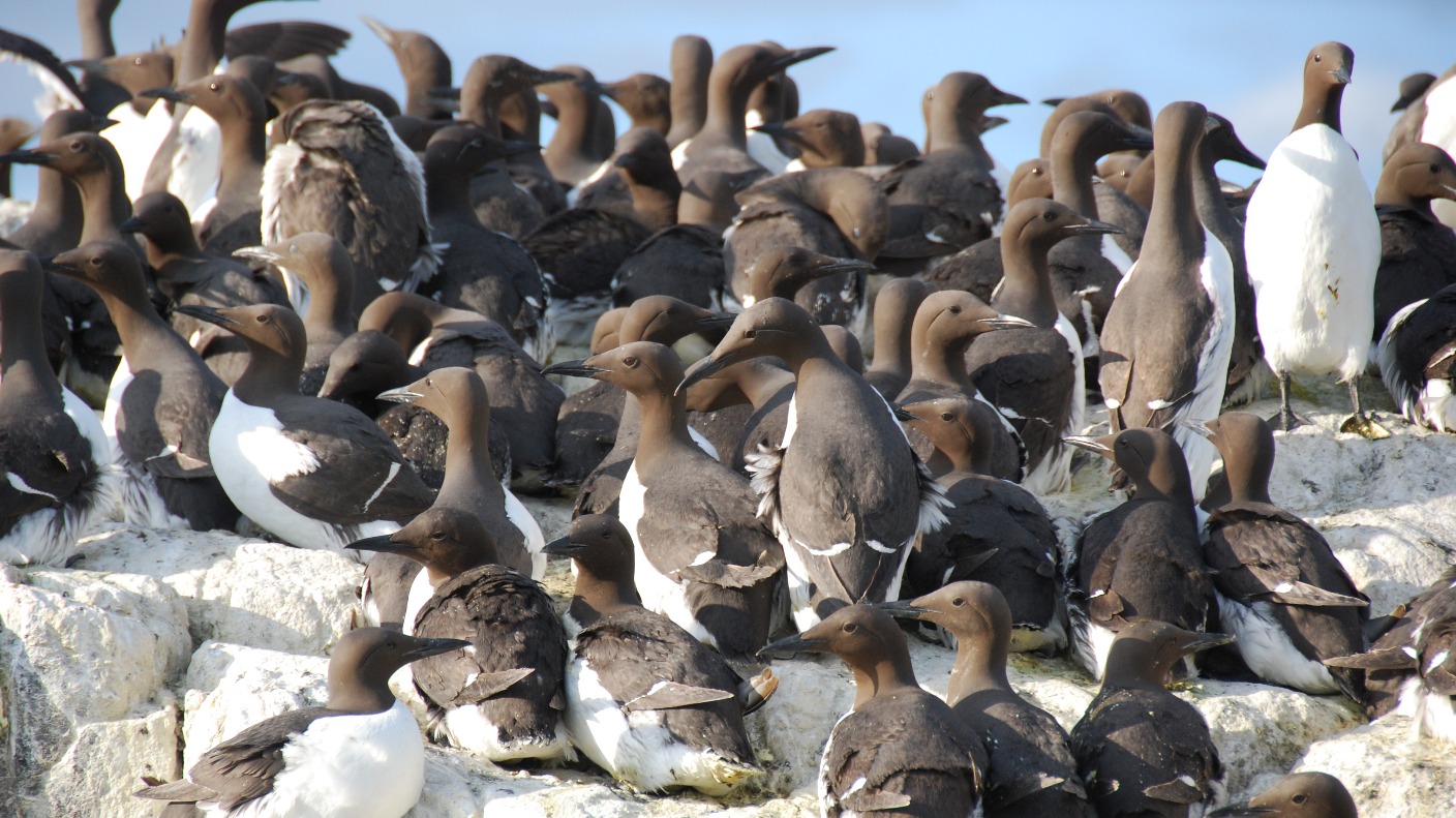 Guillemots