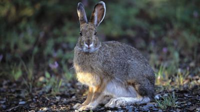 Hare
