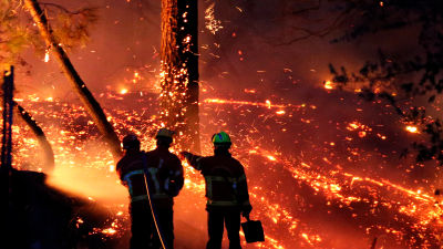 Firefighters battle a large fire at Chiberta forest in Anglet, southwestern France.
