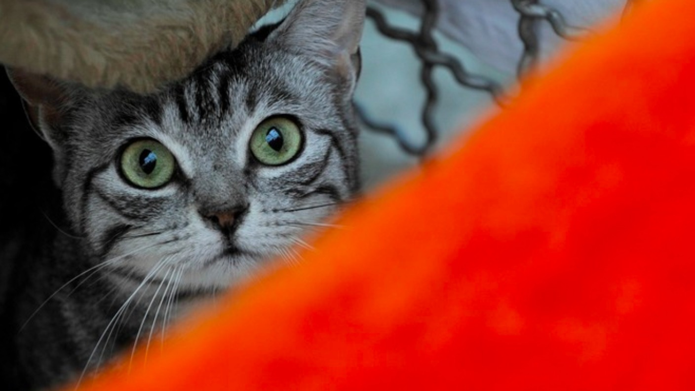 Vaccination plea after cat virus outbreak in the West Midlands ITV