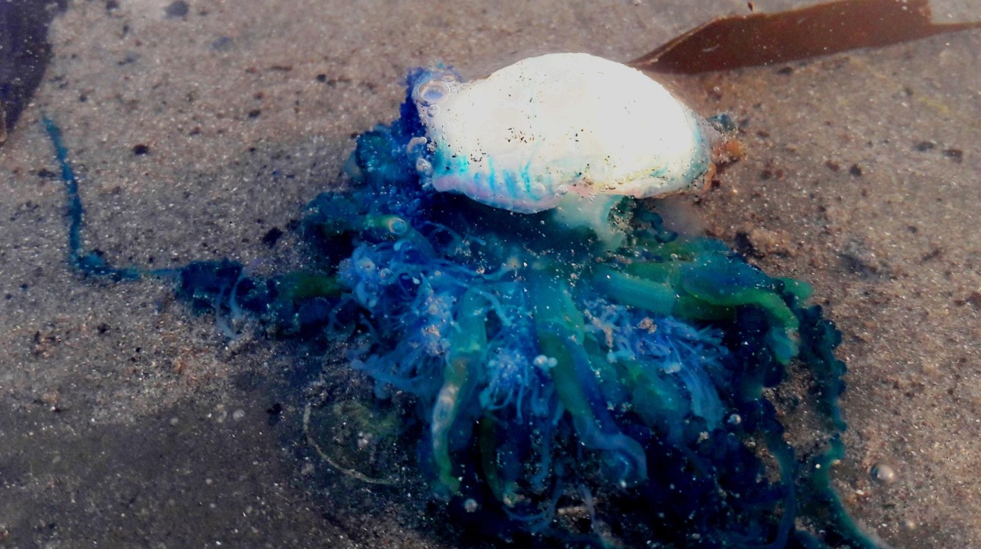 Venomous jellyfish finding on IoM sparks warning post-Storm Ophelia