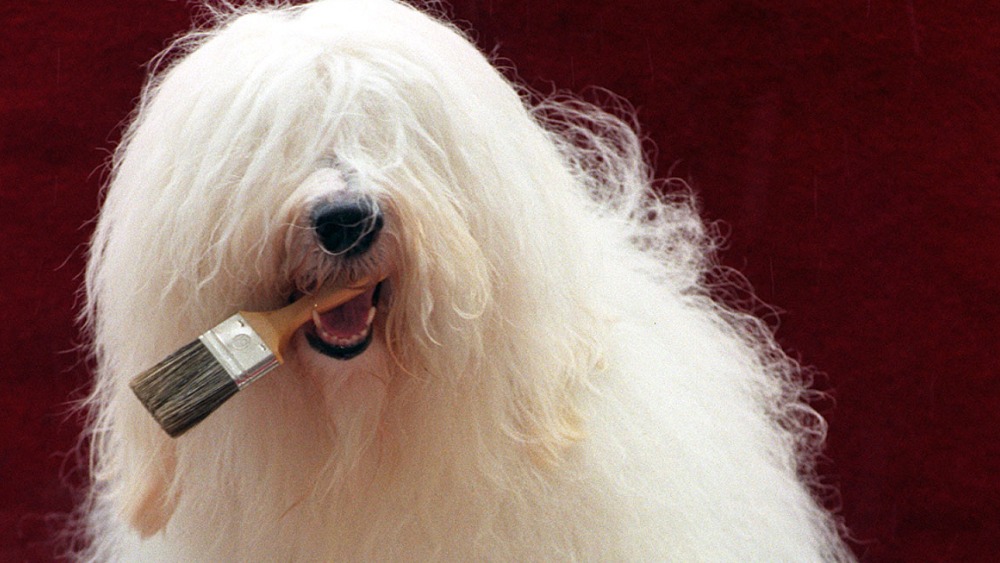 dulux dog teddy