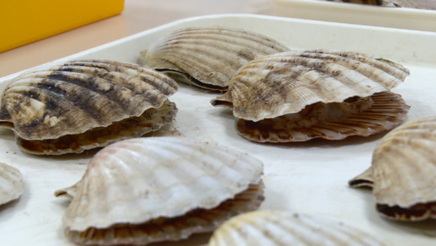 Scottish firm fined £20,000 for illegally fishing for King Scallops without  a license in Isle of Man