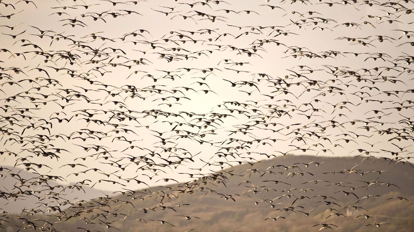 Avian flu causes death of 13,000 barnacle geese in the Solway since ...