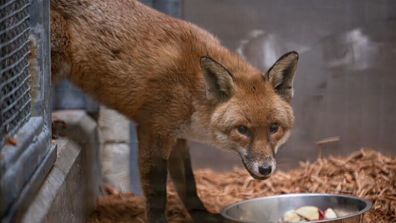 Fox who stowed away on ship from UK to New York ‘settling in well’ at Bronx home