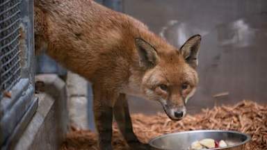 Fox who stowed away on ship from UK to New York ‘settling in well’ at Bronx home