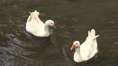 Geese 'Ryan Gosling' and 'Gengoose Khan' on Bastyed Millpond