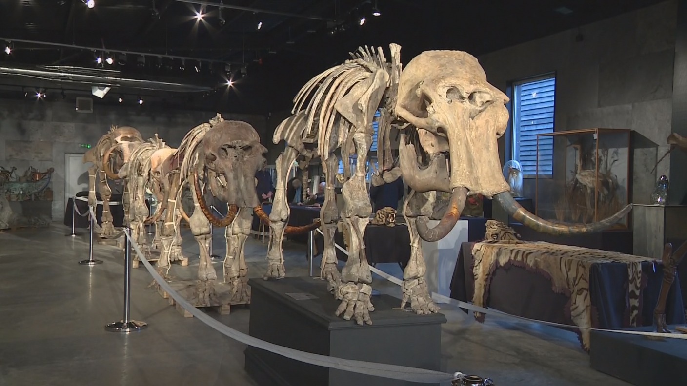 Mammoth sale! Bid for bones at Sussex auction ITV News Meridian