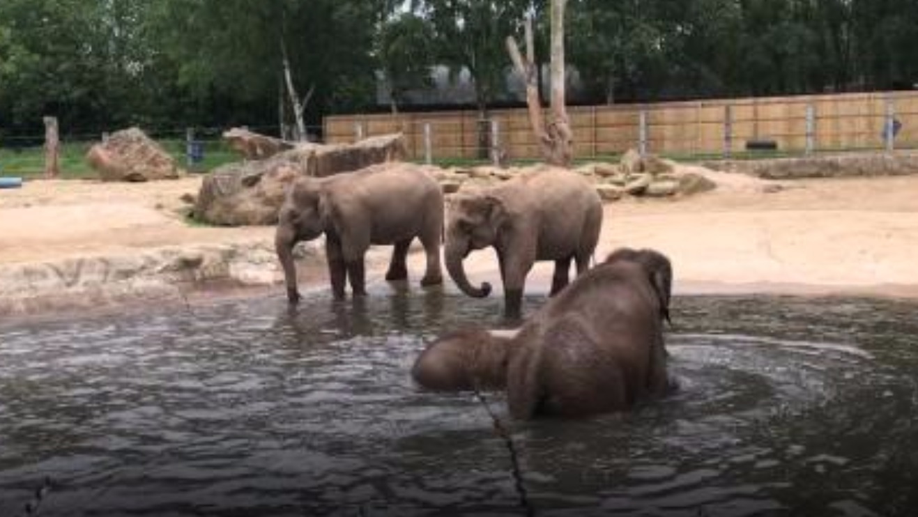 Elephants to be moved from Twycross Zoo | ITV News Central