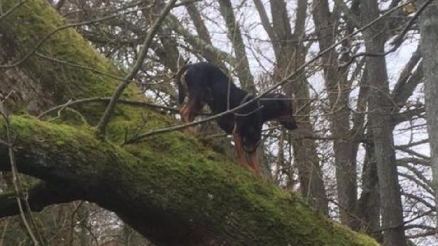 Pictures show dog rescued from 20ft tree overhanging river | ITV News ...