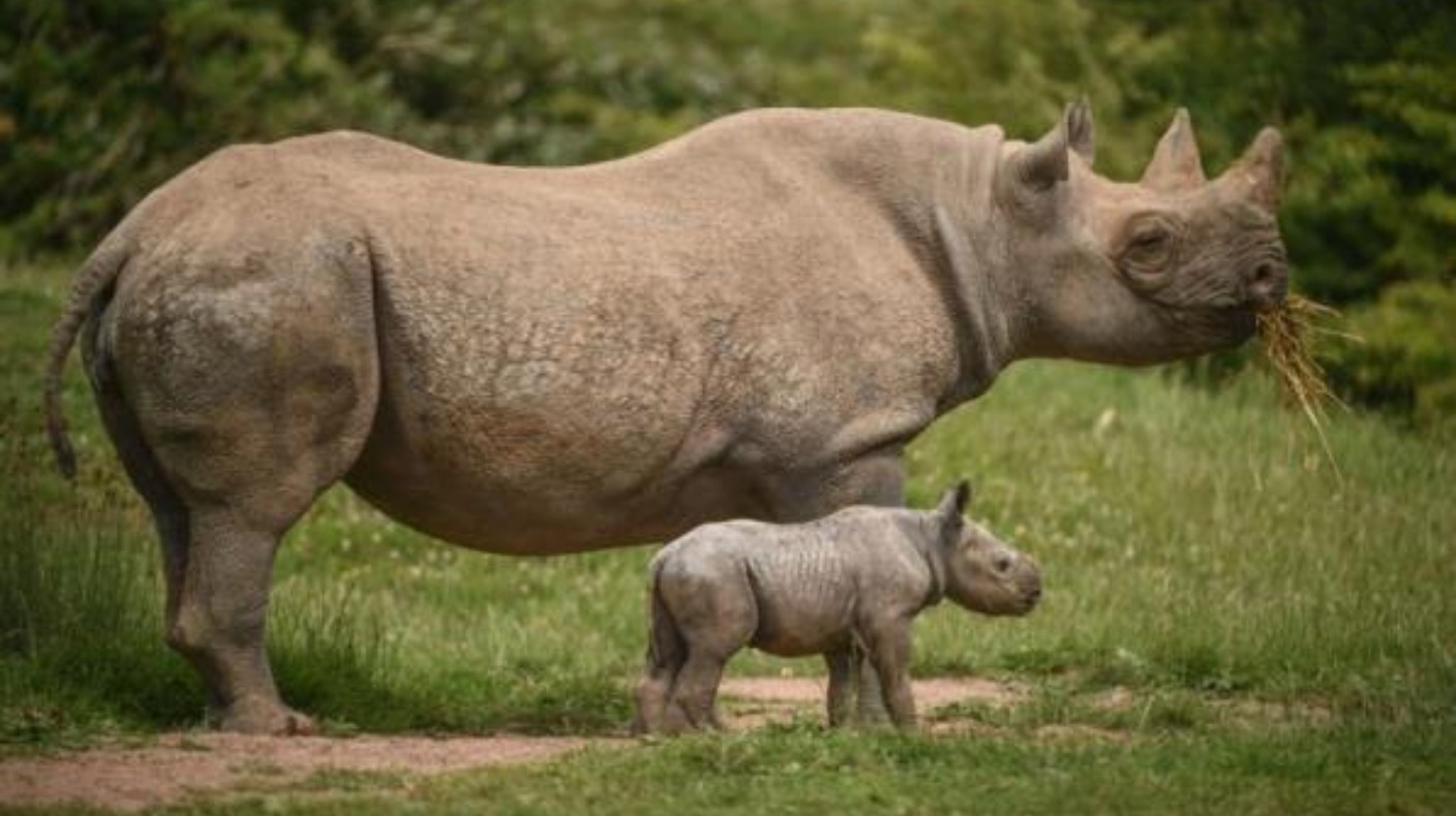 Chester Zoo's Top 10 Babies Of 2017 