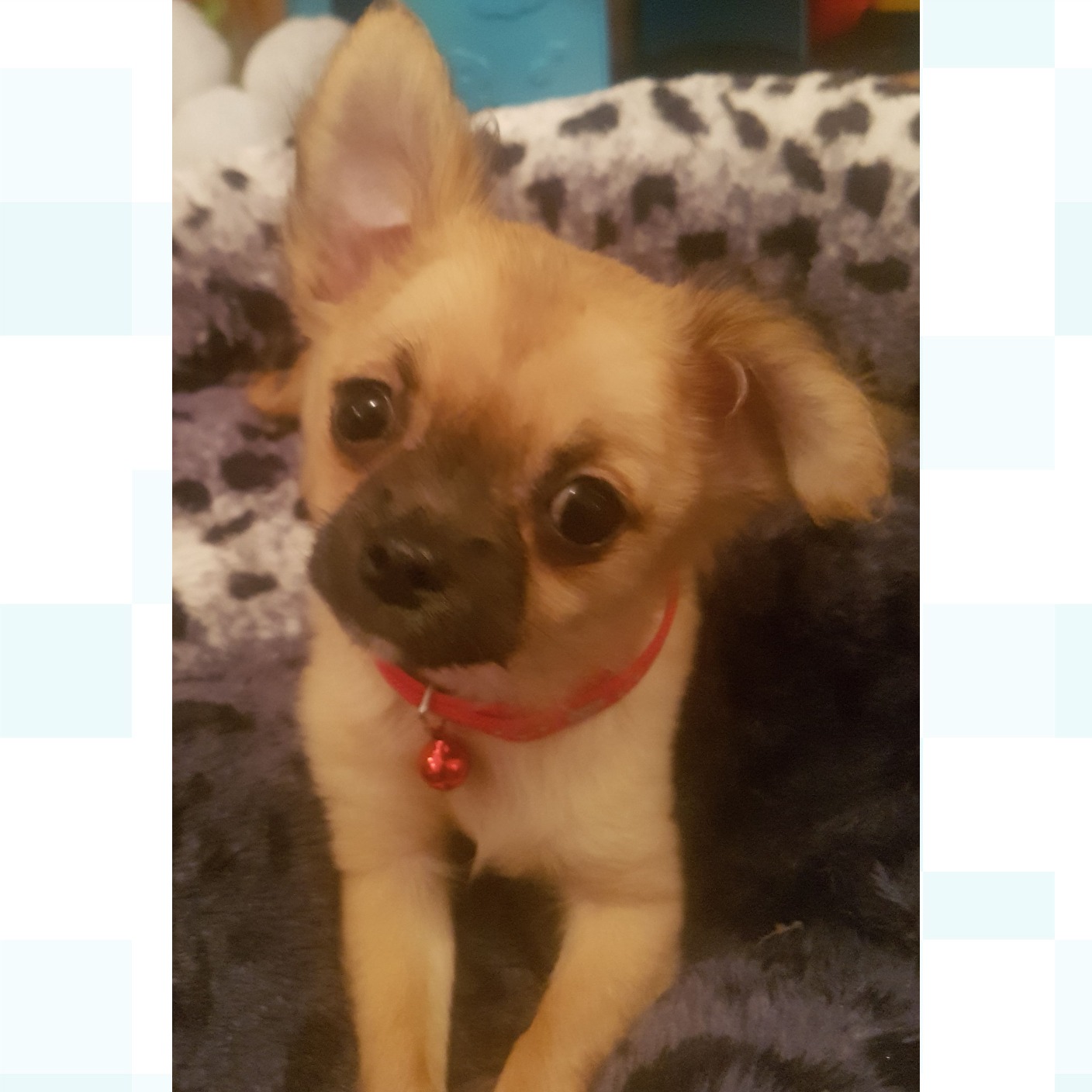 wolf sable chihuahua