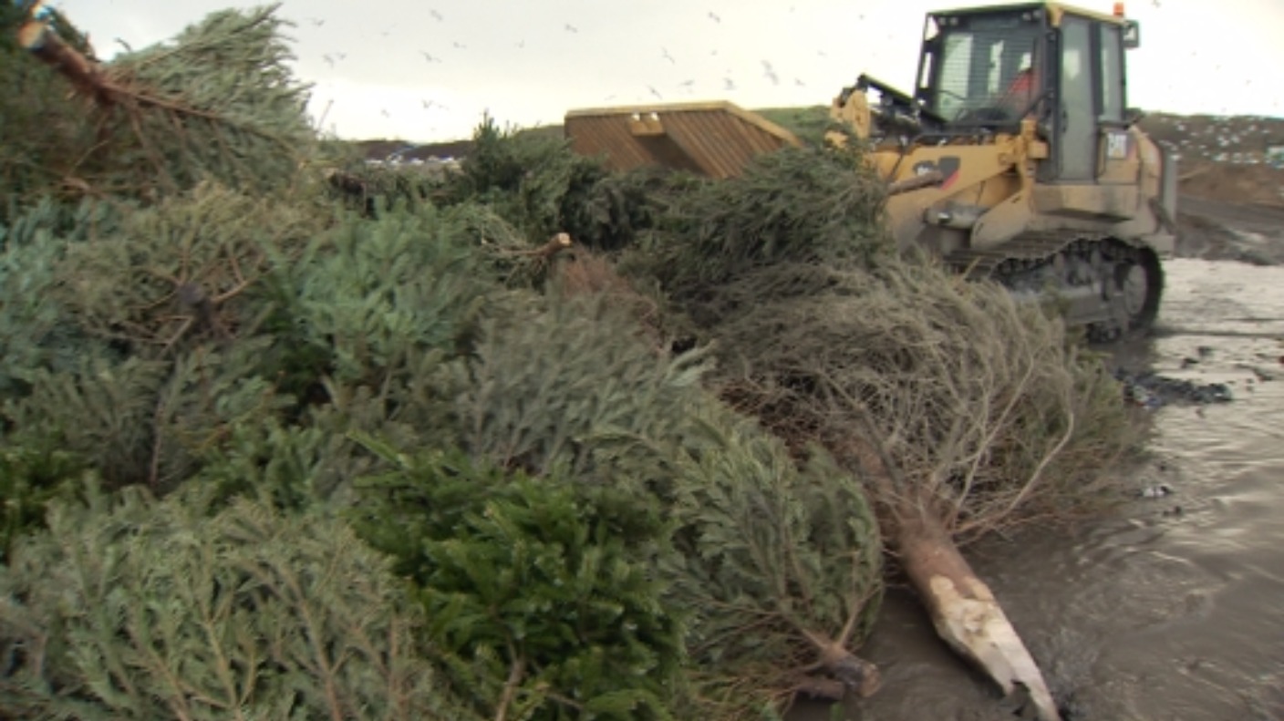People in Guernsey encouraged to recycle their Christmas trees ITV