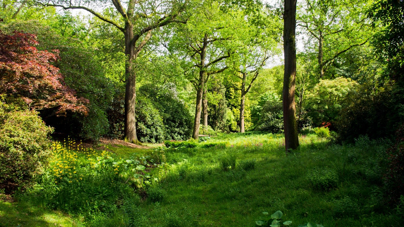 50 million trees to be planted to create a Northern Forest | ITV News