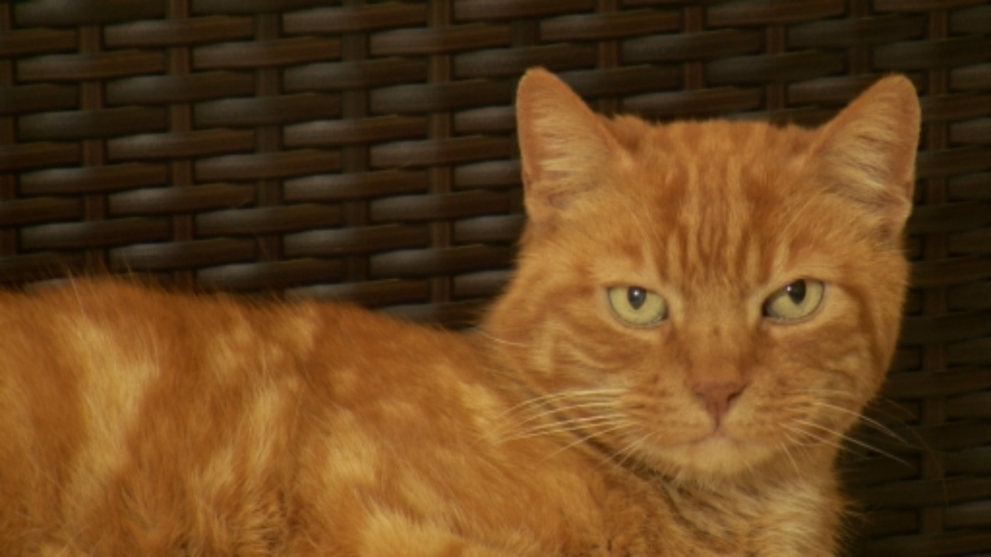Cat reunited with owner after being missing for 8 years | ITV News Channel