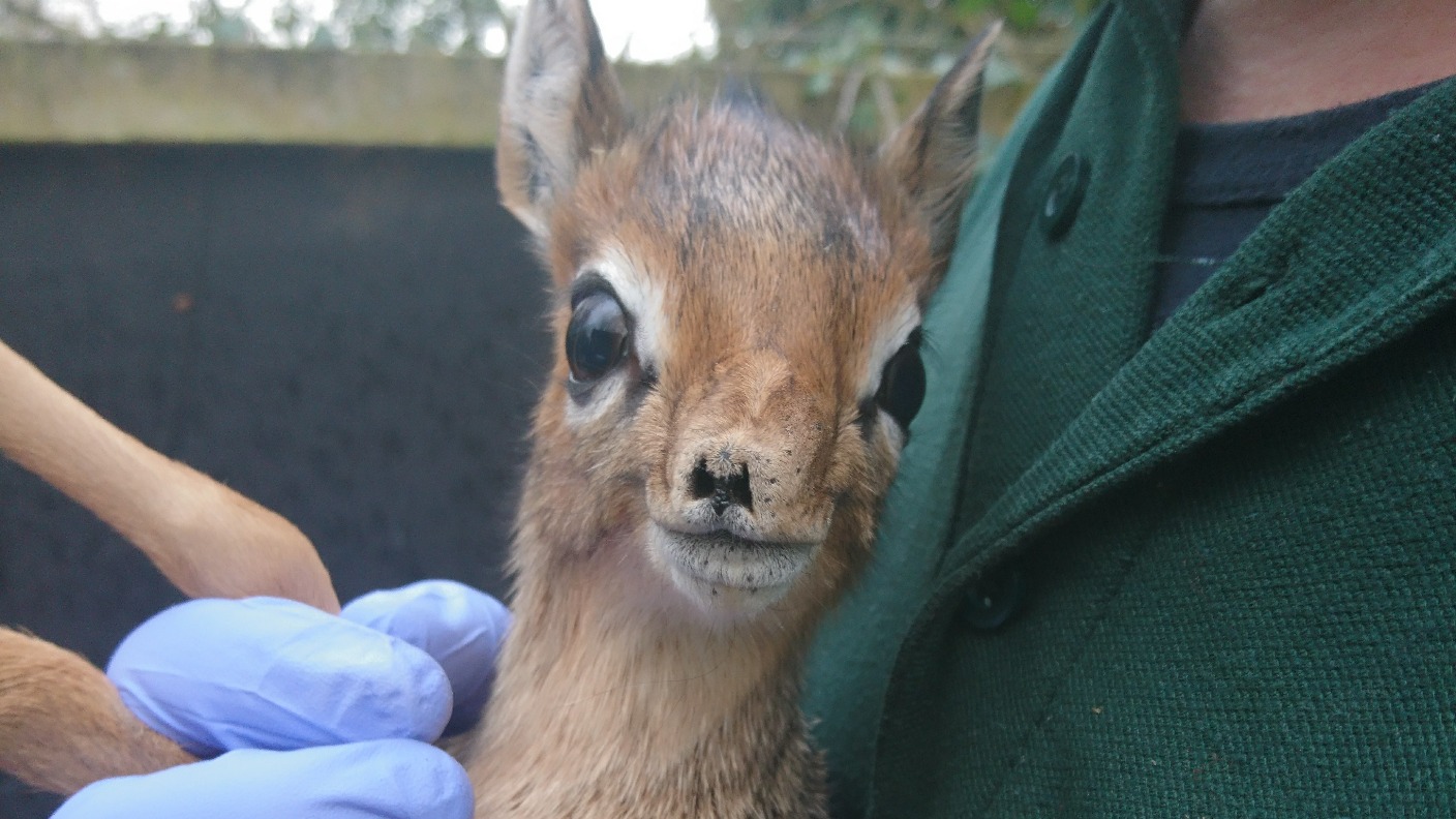 lobby druiven ga werken Twycross Zoo welcomes first ever baby Dik-Dik | ITV News Central