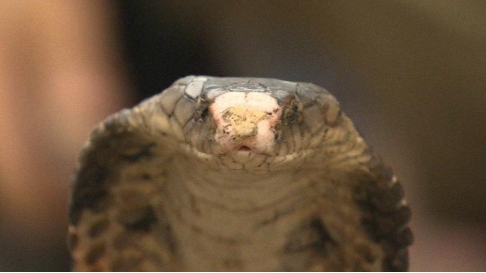 Snakes on a truck 600 cobras 'smuggled across Thailand' ITV News