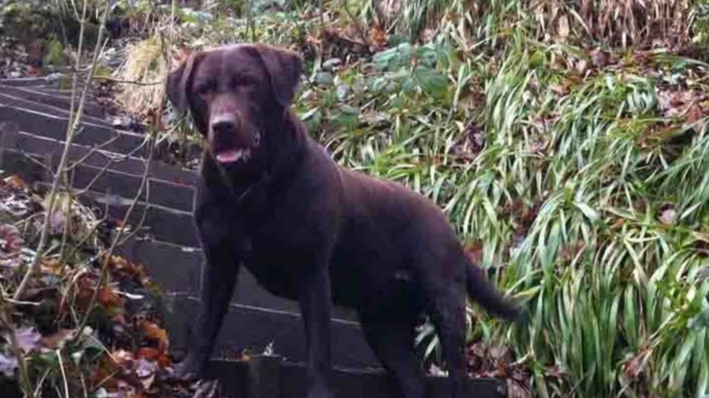 Three dogs seized after Redcar dog attack ITV News Tyne Tees