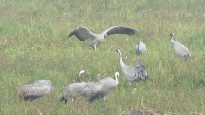 Conservation efforts have boosted the numbers of cranes in the UK.