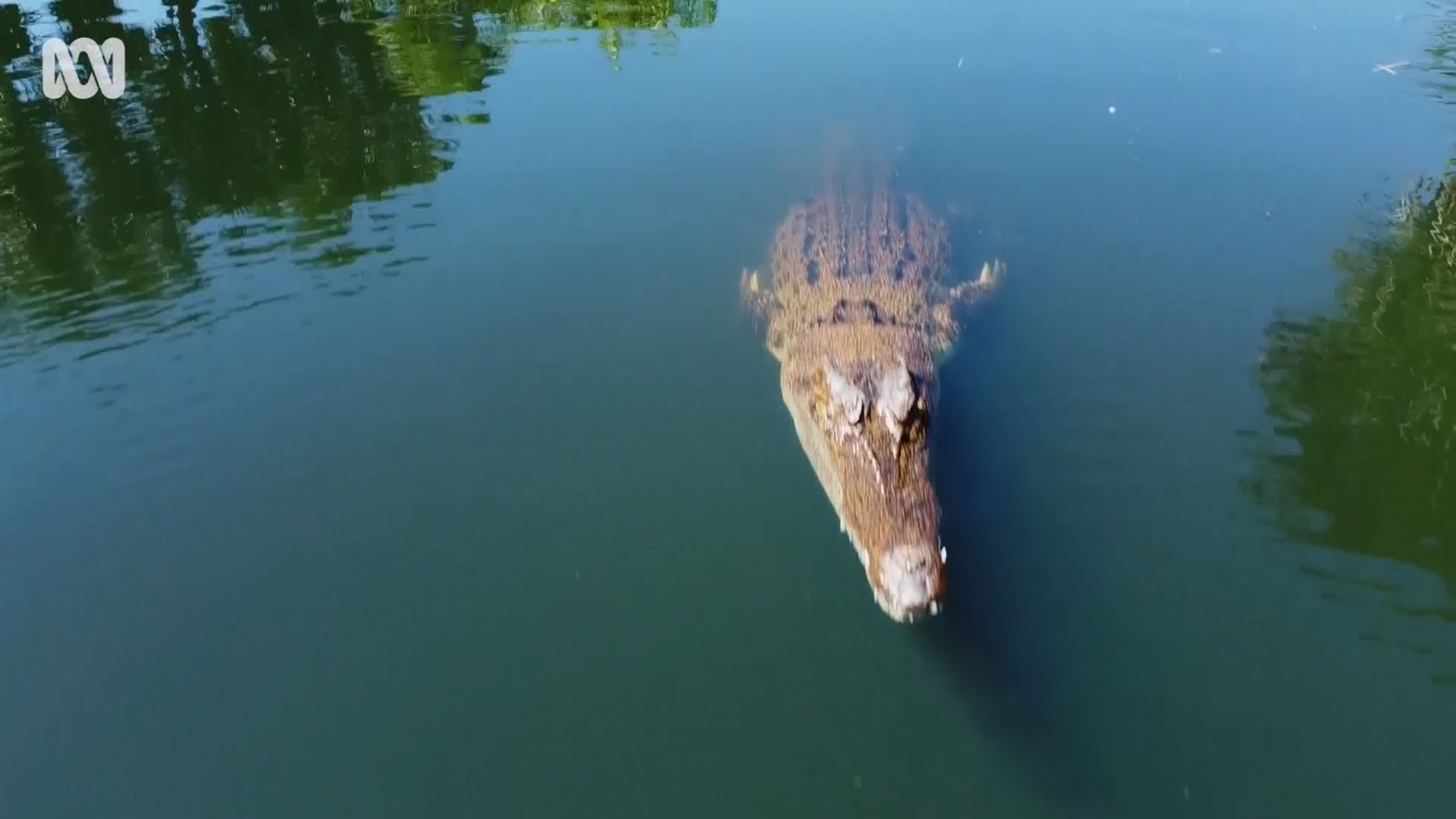 High tech drone equipment snapped up by crocodile in Australia | ITV News