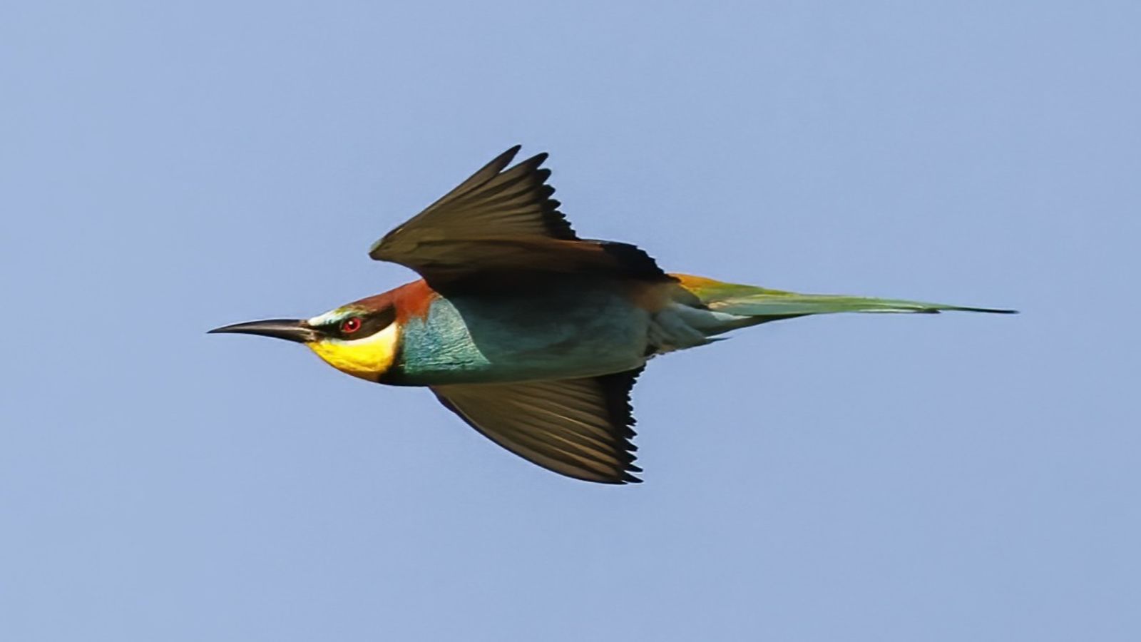 Bee Eaters Rspb Rare bee-eater birds make 'unprecedented' return to Norfolk as RSPB ...