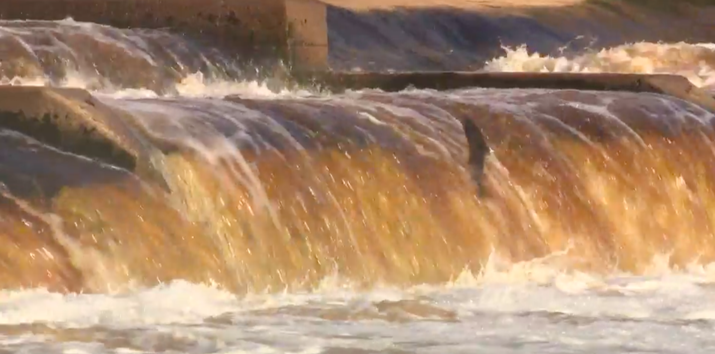 Leaping with the salmon and sea trout in Hexham ITV News Tyne Tees