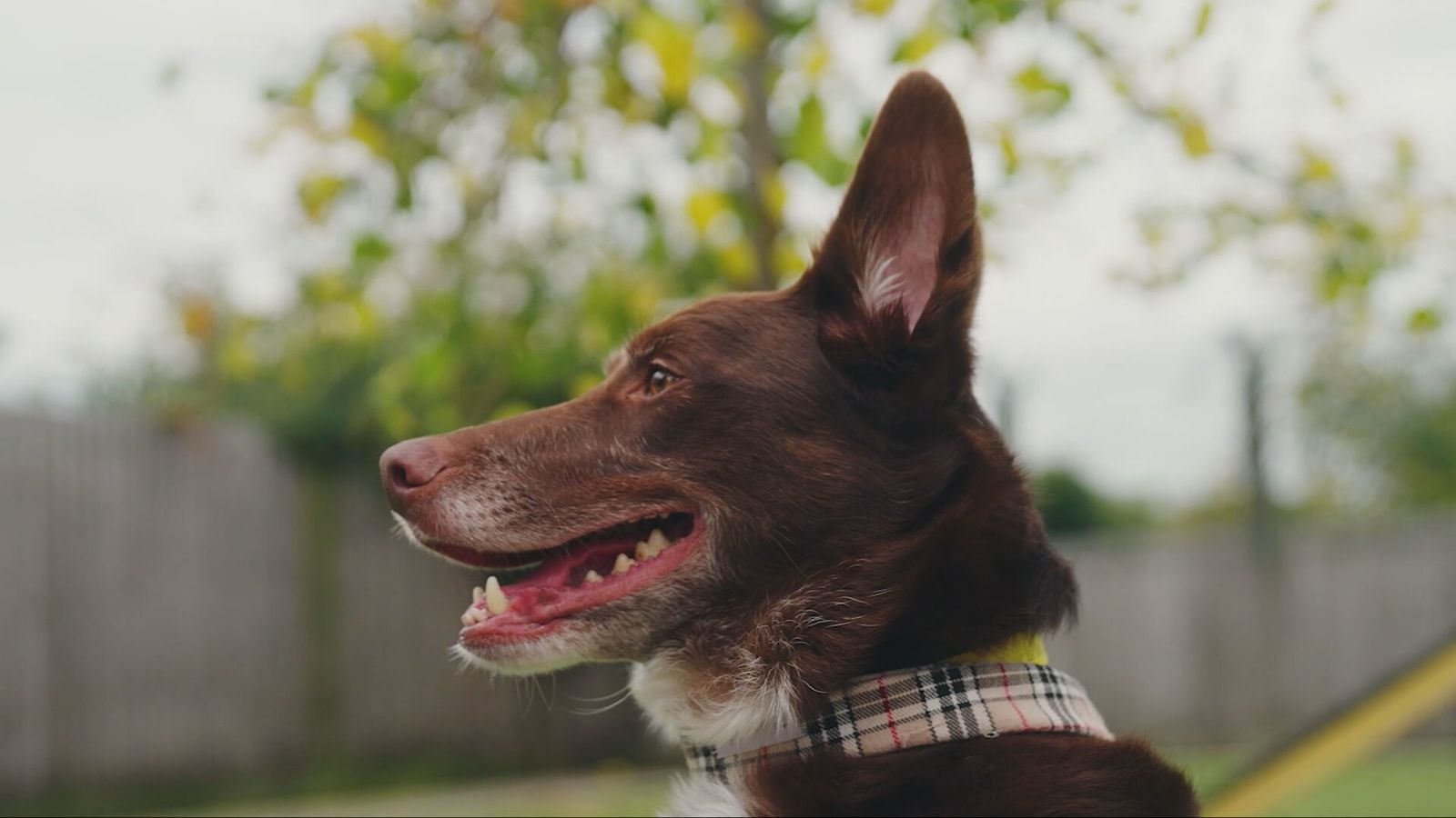 Dogs Trust urges owners to be aware of toxic spring flowers | ITV News ...