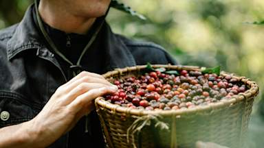 Climate change puts Colombian coffee production 'in danger'