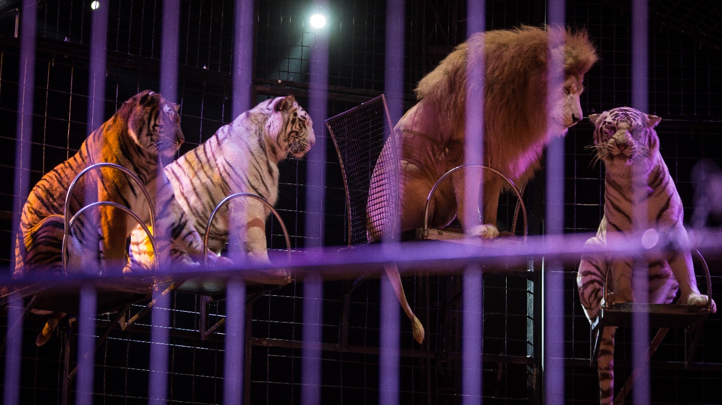 Plans to ban wild animals in circuses in Wales moves a step closer