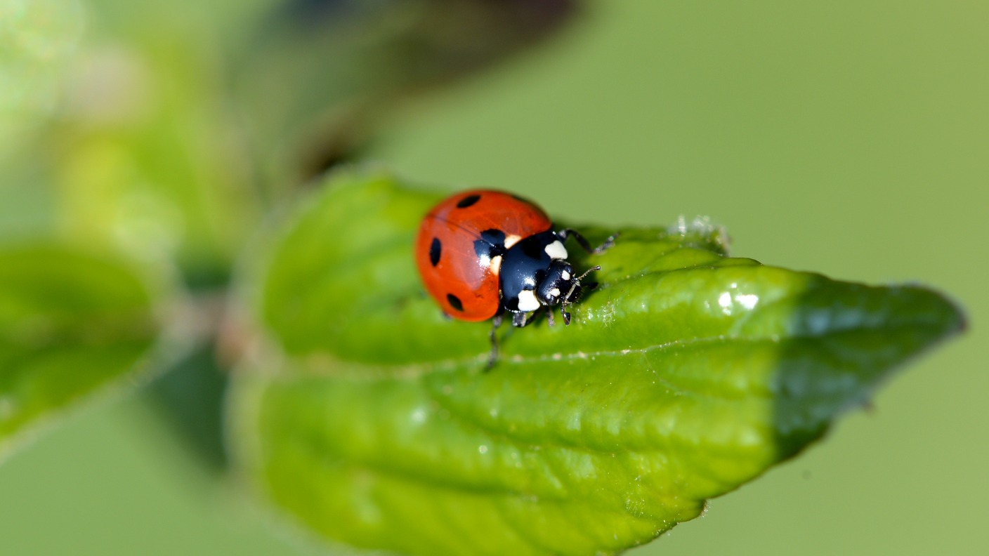 Guernsey bug trail launches | ITV News Channel