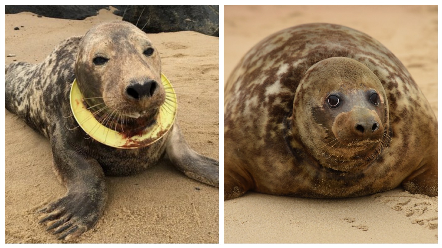 Seal with frisbee embedded in her neck returned to wild | ITV News