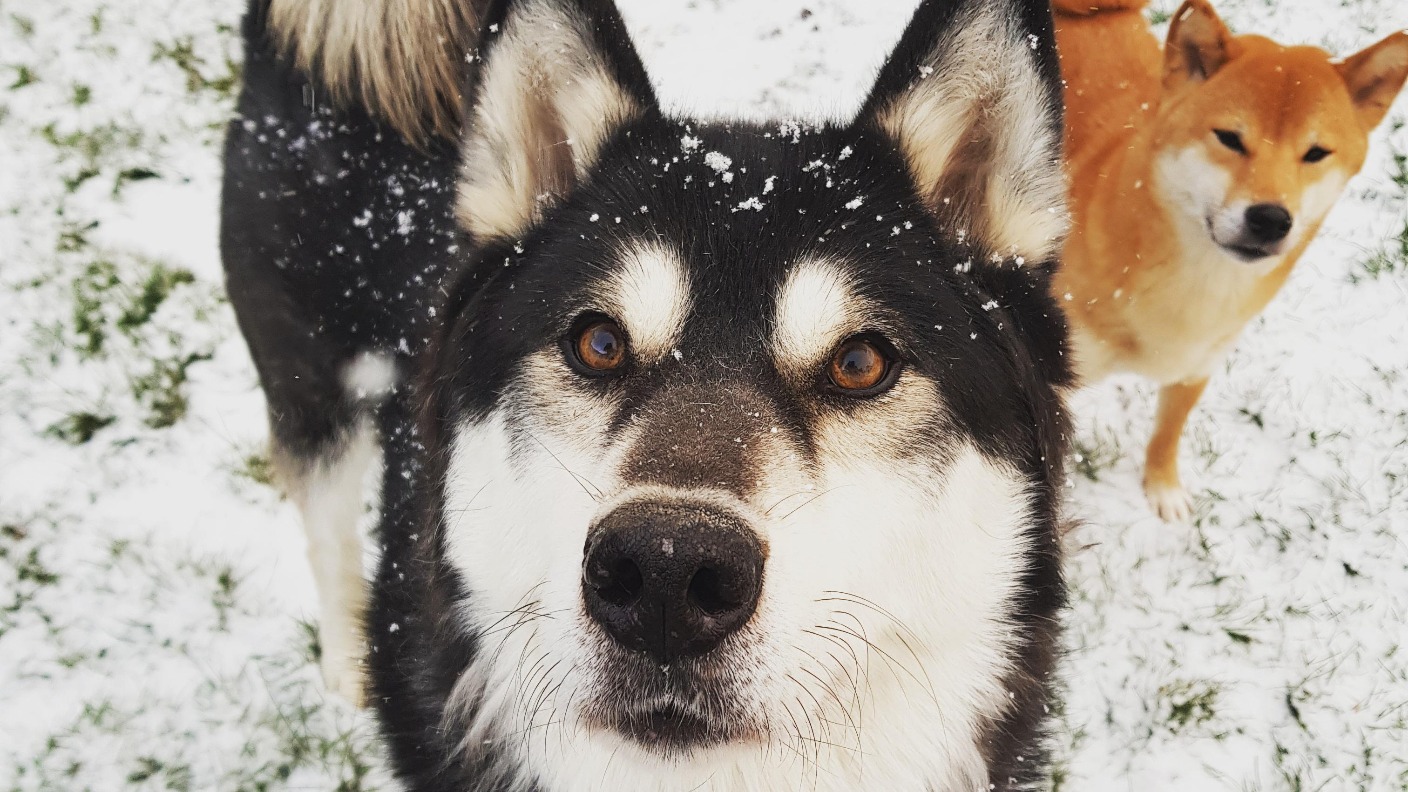 Your pets in the snow - Picture gallery | ITV News West Country