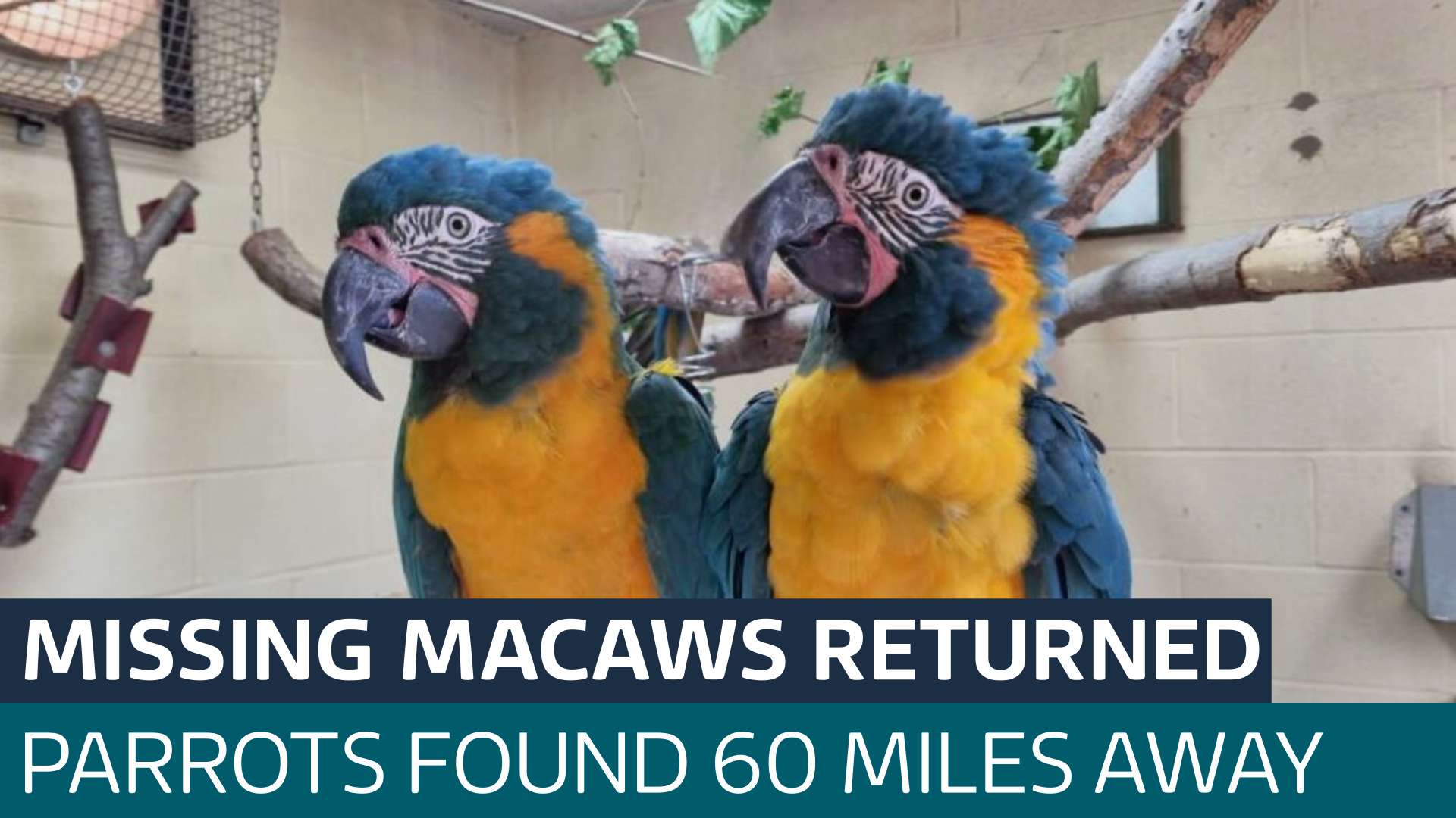 Endangered parrots who escaped London Zoo found in Cambridgeshire ...