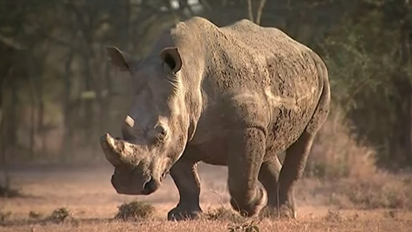 White rhino sales american bully