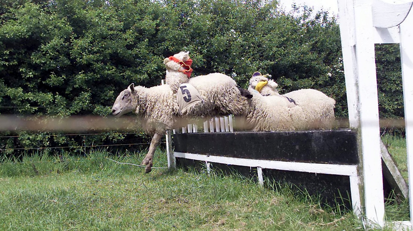 Volunteers needed for the annual Sark sheep race | ITV News Channel