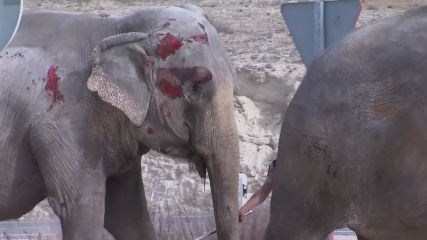 Circus elephant killed in Spain road crash | ITV News