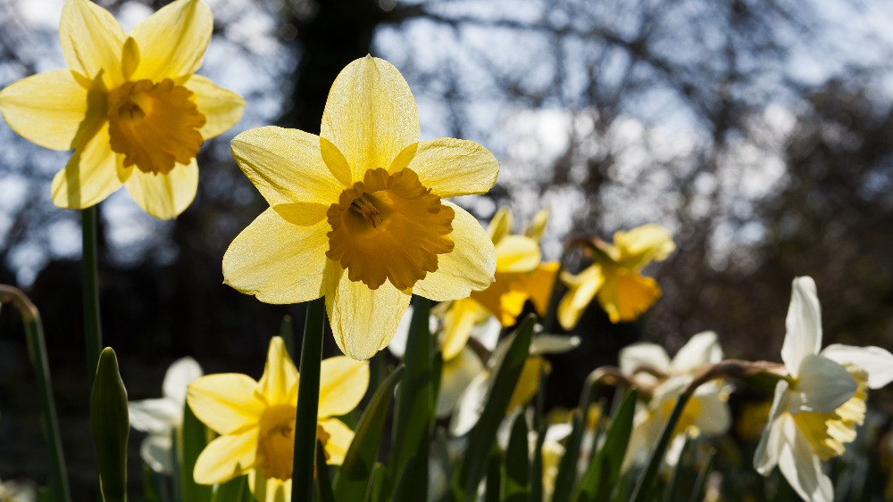 Basking in warm spring sunshine | ITV News Anglia