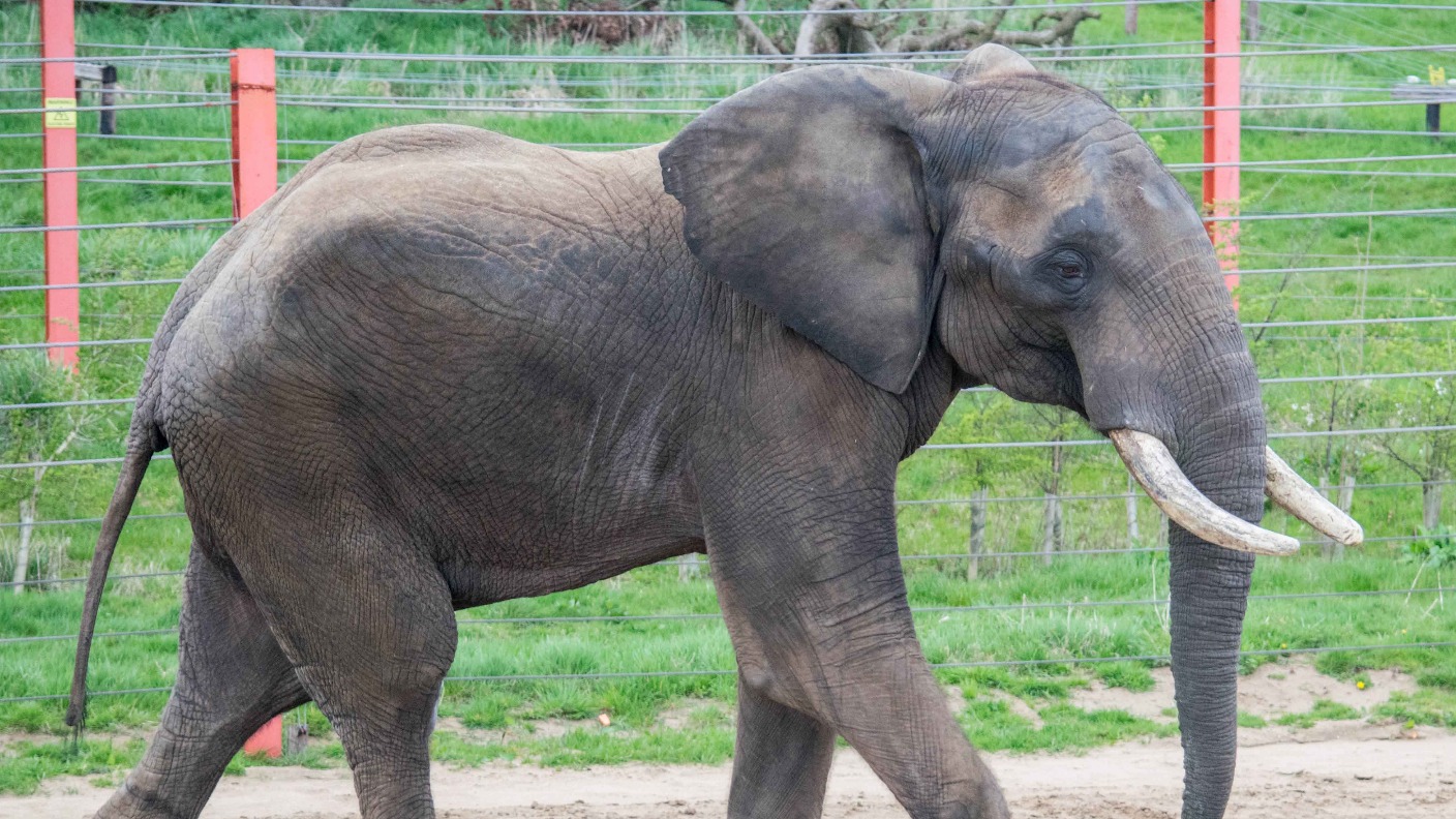 'Shaka' the African Bull Elephant arrives in Somerset | ITV News West