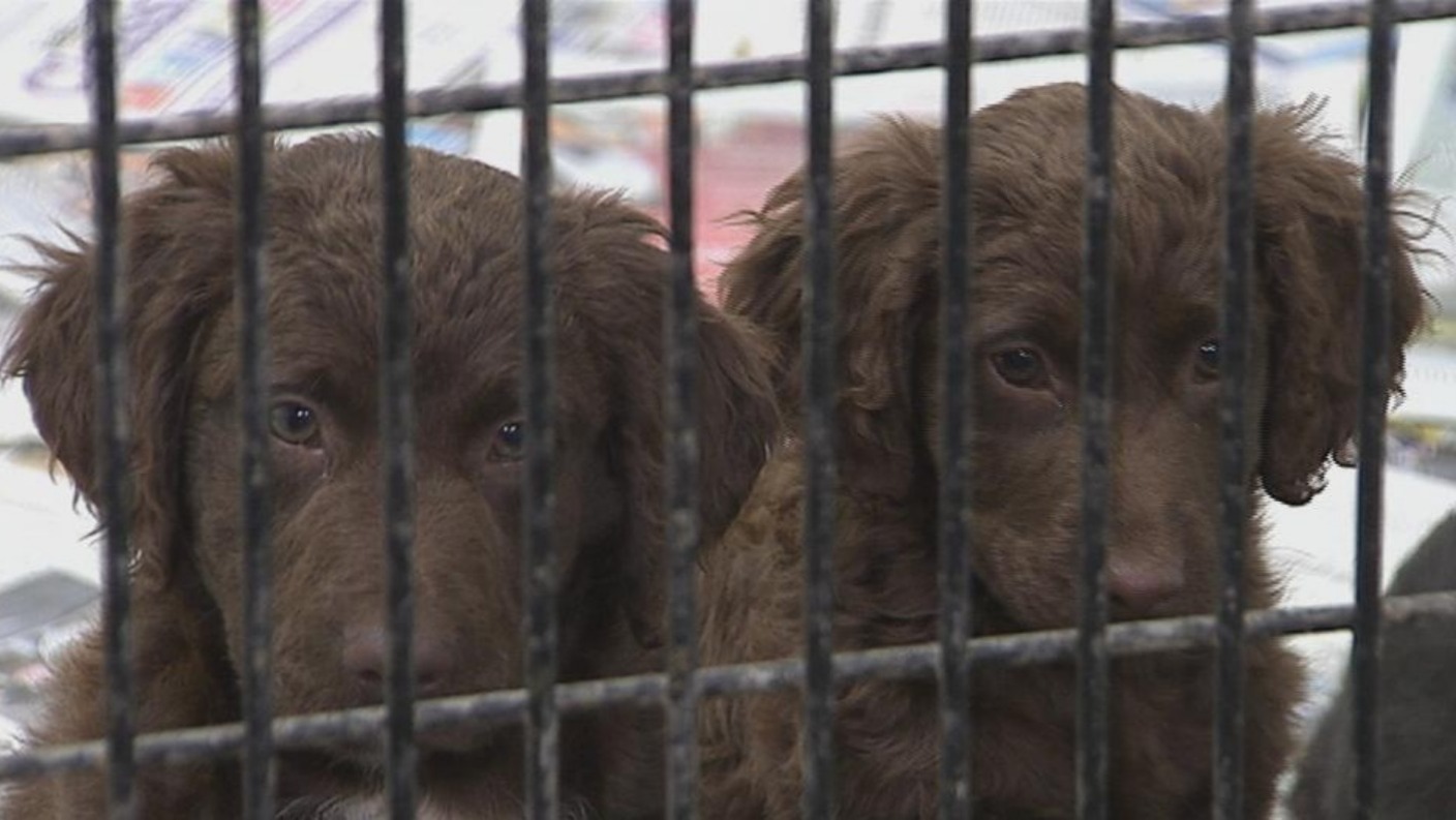 Black market puppies trafficked through NI UTV ITV News