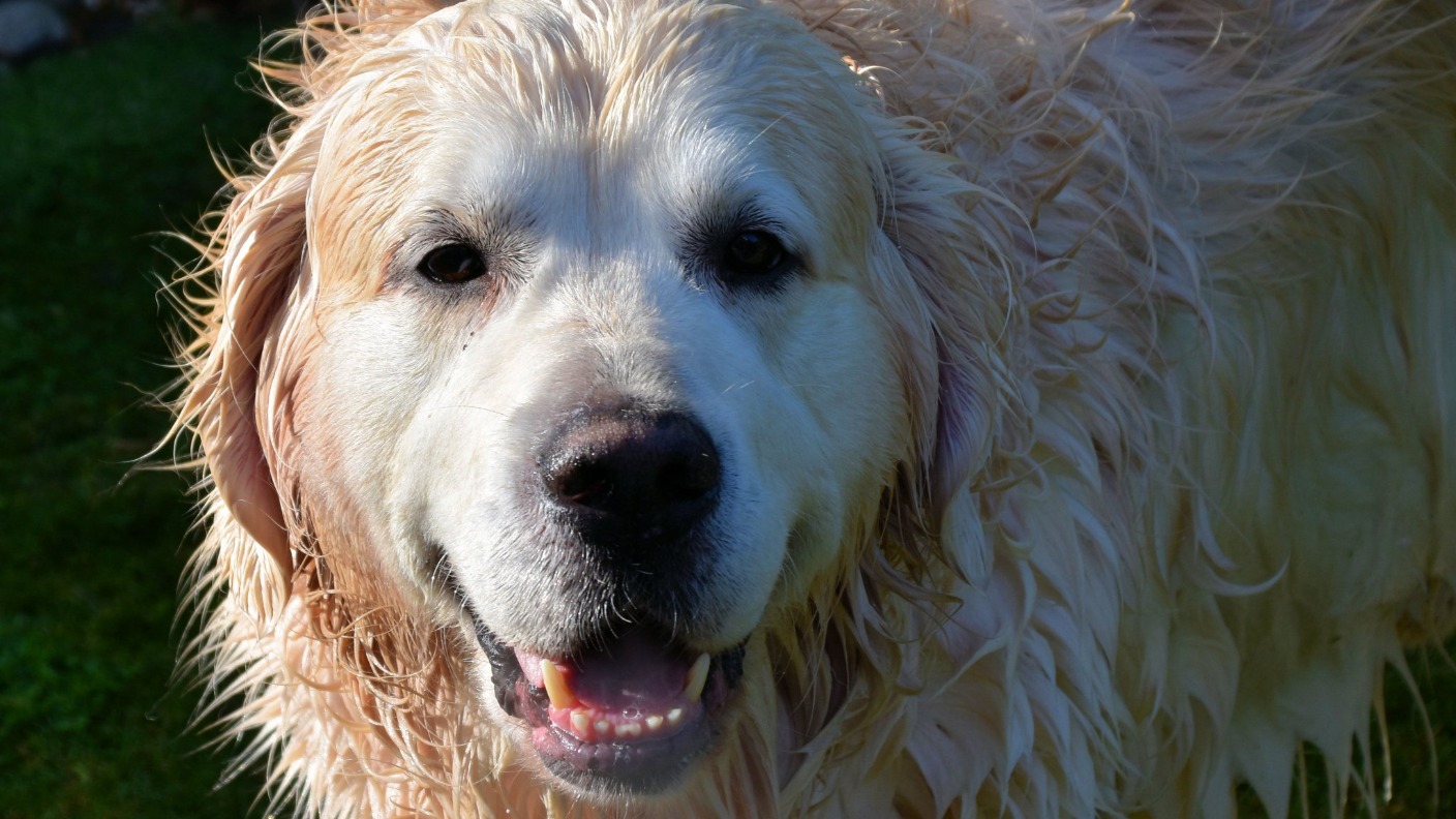 In pictures: How your pets are keeping cool on Bank Holiday Monday ...